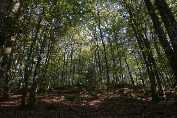 Swedish forest landscape at summertime - Fotoğraf, Görsel
