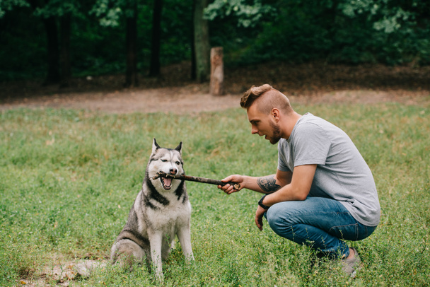 cynologist and siberian husky dog playing with stick  - 写真・画像
