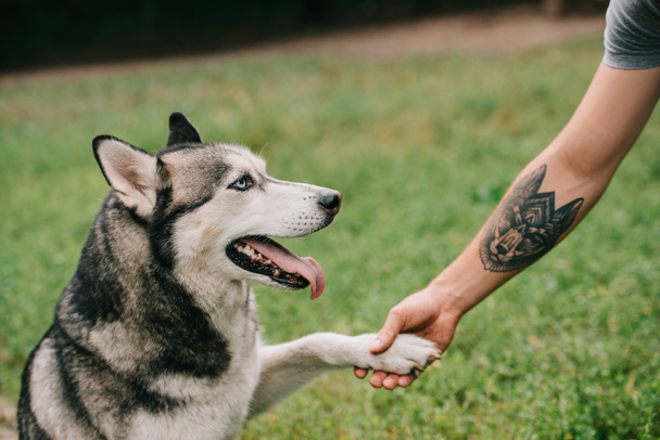 Sibirischer Husky-Hund schenkt Mann Pfote - Foto, Bild