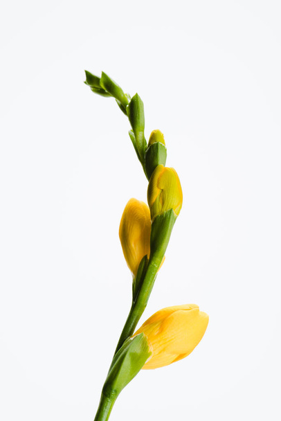 vista de perto da flor fresia amarelo isolado no branco
 - Foto, Imagem