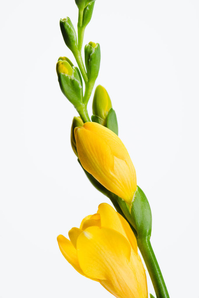 крупным планом вид желтого цветка фрезии, изолированного на белом
 - Фото, изображение