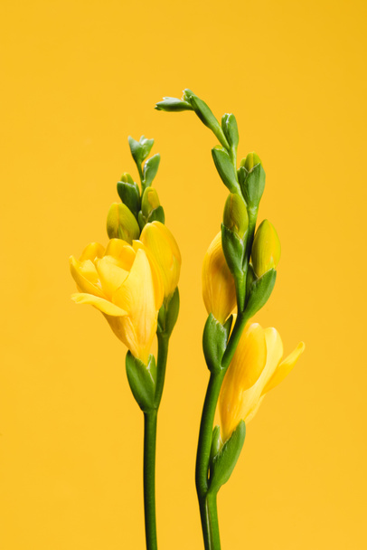 Nahaufnahme der schönen gelben Fresia-Blüten isoliert auf gelb - Foto, Bild
