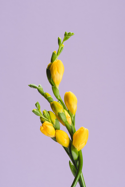 close up view of beautiful yellow fresia flowers isolated on purple - Zdjęcie, obraz