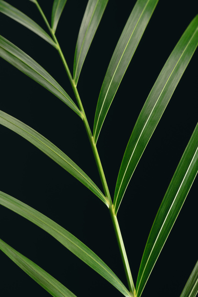 close up view of green palm leaf isolated on black - Fotoğraf, Görsel