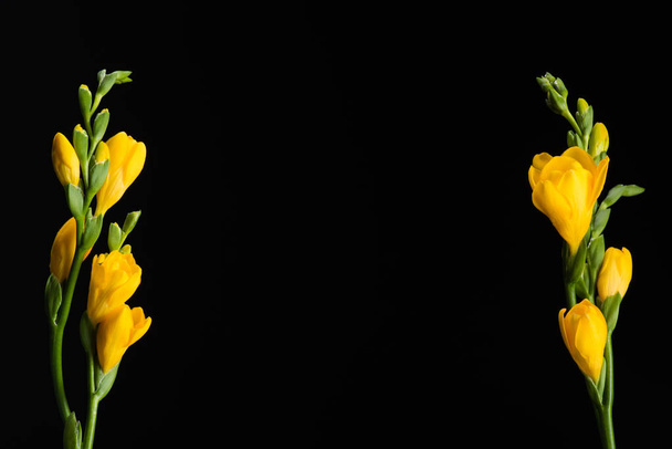 vista da vicino dei bellissimi fiori di fresia gialli isolati sul nero
 - Foto, immagini