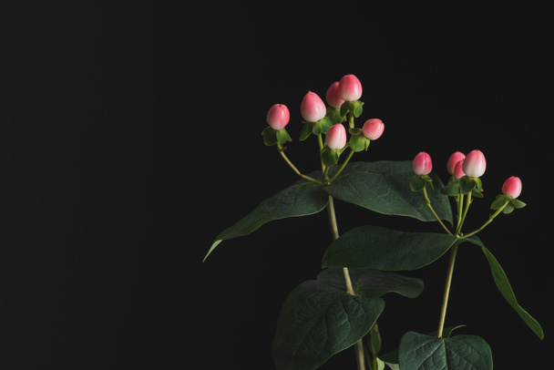 Close up view of plants with pink hypericum berries isolated on black - Foto, Imagen