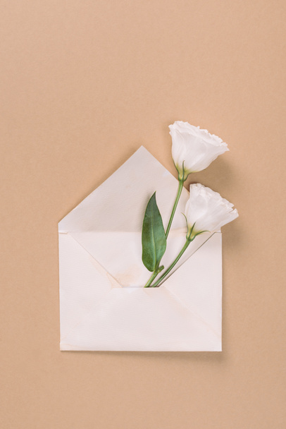 ベージュ色の背景に封筒の白のトルコギキョウの花のトップ ビュー - 写真・画像