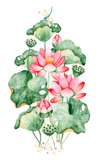 蓮の花、葉、トンボ、水彩イラスト - 写真・画像