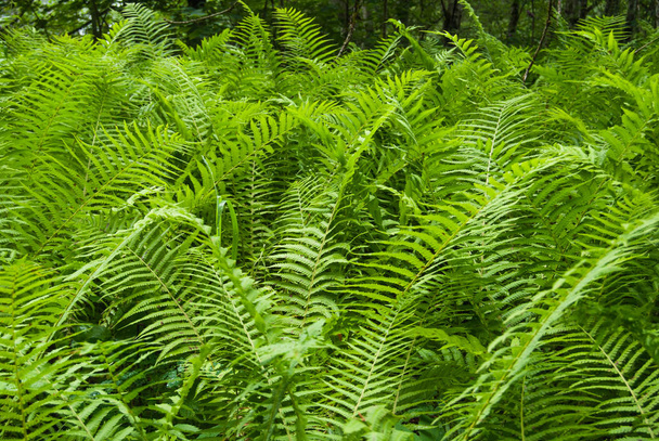 Green and fresh leaves of Pteridophyta in the underwood - Photo, Image