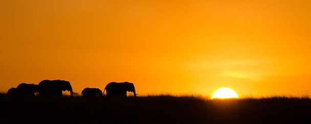 Силуэт стада слонов на закате, Масаи Мара, Кения
 - Фото, изображение