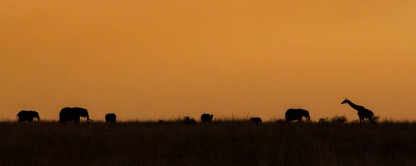 La silueta de una manada de elefantes y una jirafa al atardecer, Masai Mara, Kenia
 - Foto, imagen