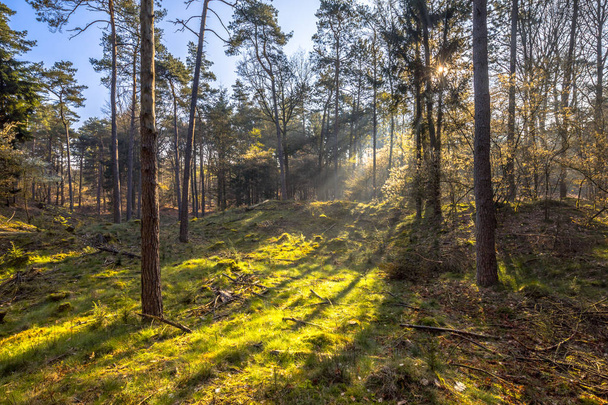 Sun shining through forest trees on early morning spring day on dwingelder veld Nature reserve Drebthe Netherlands - Photo, Image