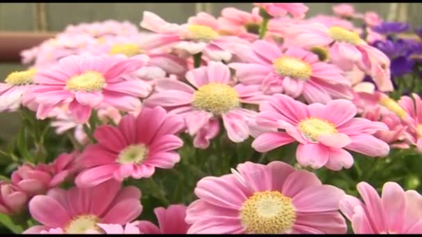 Hermosas flores de crisantemo rosa
 - Metraje, vídeo