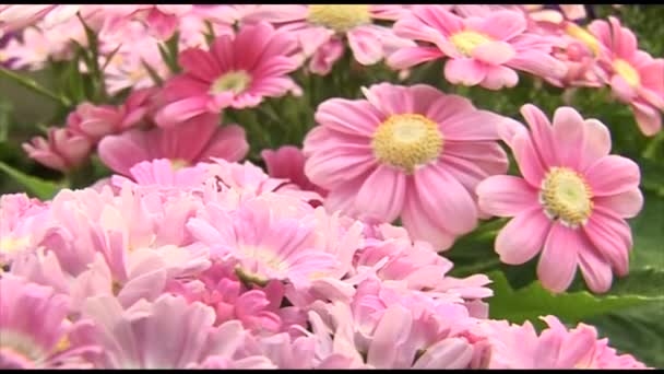 Hermosas flores de crisantemo rosa
 - Imágenes, Vídeo