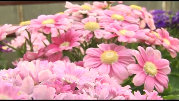 Gyönyörű rózsaszín krizantém virág - Felvétel, videó