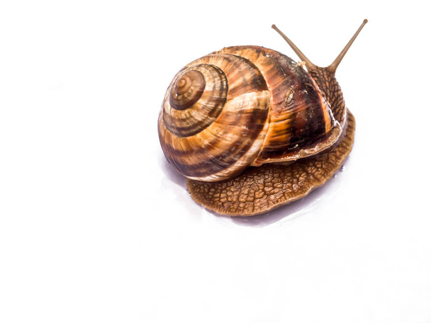 snail large shellfish for dizayna background wallpaper - Foto, imagen