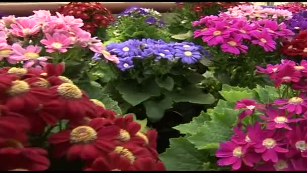 Krizantém virág minden színben - Felvétel, videó