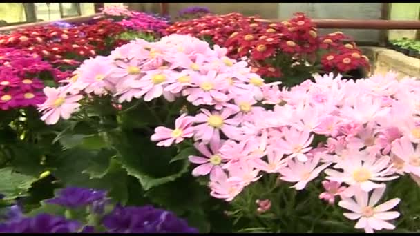 Chrysanthemum květiny ve všech barvách - Záběry, video
