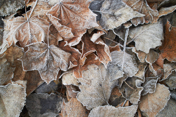 Close view of autumn leaves covered with hoarfrost - Photo, Image