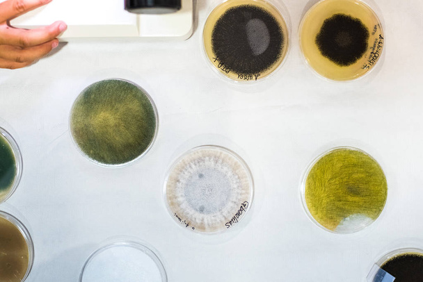 Culture of bacteria in petri dish - Foto, Imagen