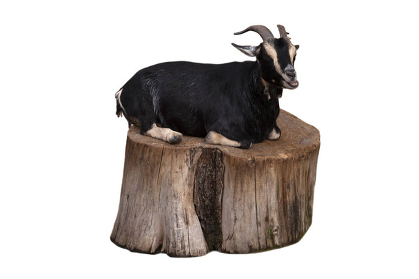 Cute black goat sitting on a stump isolated on a white background - Photo, Image