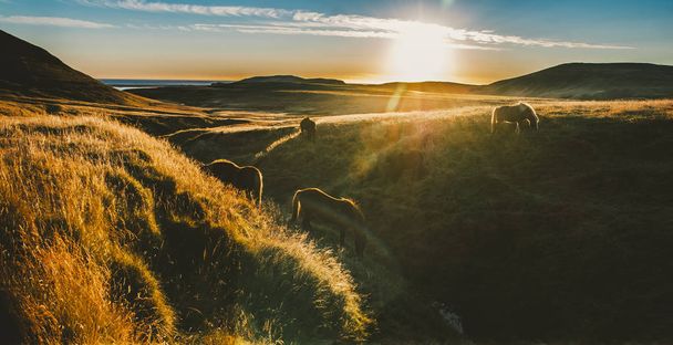 Authentic wild Icelandic horses in nature riding. - Zdjęcie, obraz