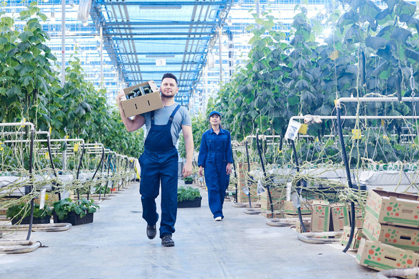 Retrato de comprimento total de dois trabalhadores em plantação transportando caixas com rica colheita em estufa da fazenda moderna, espaço de cópia
 - Foto, Imagem