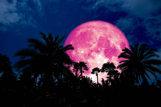 pink moon back silhouette in the ancient palm night blue sky, Elements of this image furnished by NASA - Photo, Image