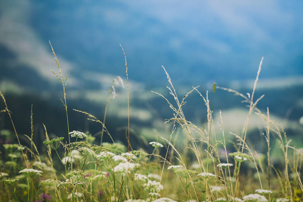 Hierba alta en un prado verde de verano lleno de luz de cerca
 - Foto, imagen