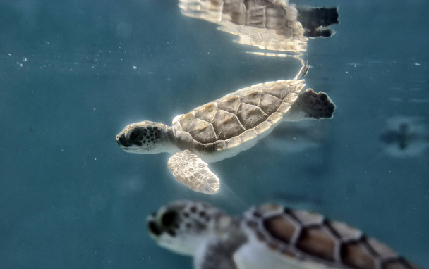 μικρά χελωνάκια στο νερό - Φωτογραφία, εικόνα