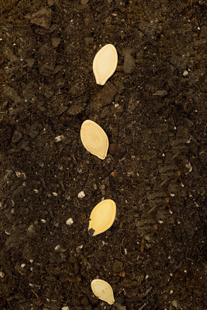 Seeds In Soil Vertical Shot - Foto, Imagen