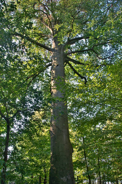 Un alto, alto árbol de follaje en medio de un bosque
 - Foto, Imagen