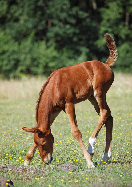 The little red foal is grazed on a meadow - Photo, Image