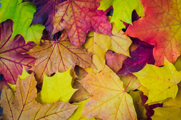 Herfst achtergrondstructuur met kleurrijke herfst esdoorn bladeren. Thanksgiving herfstvakantie achtergrond concept. Patroon met herfstbladeren. Kopieer ruimte. Bovenaanzicht. - Foto, afbeelding