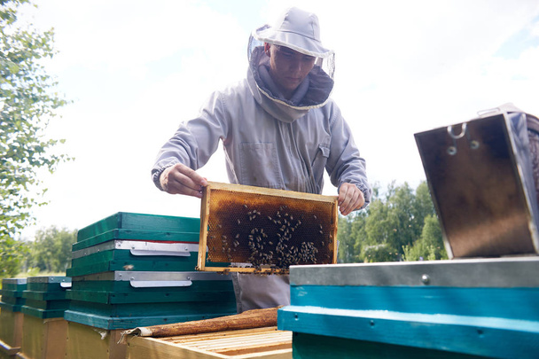 Retrato del joven apicultor moderno recogiendo miel de la colmena, revisando los marcos de la colmena con abejas, espacio para copiar
 - Foto, Imagen