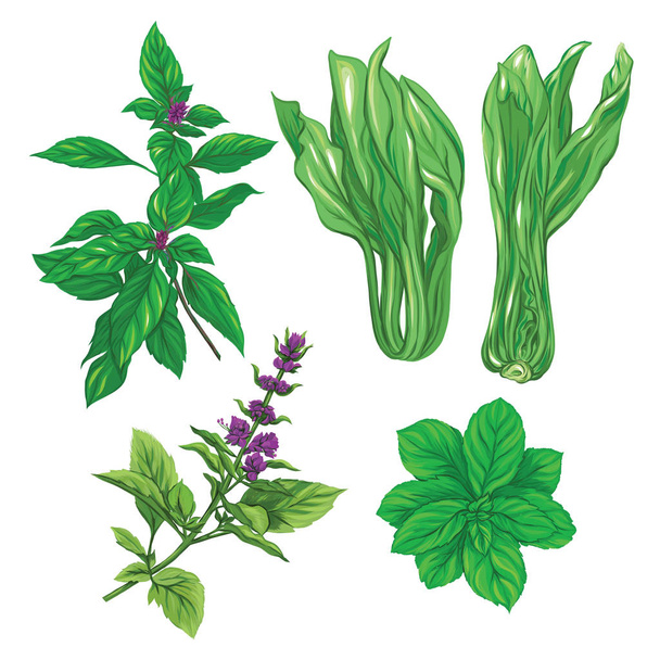 Set of color images of a thai basil, mint and cabbage pak choi.  - Вектор, зображення