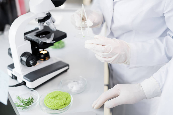 Científicos de cultivos en batas de laboratorio y guantes de pie en el escritorio con microscopio y tomando muestras con pinzas blancas durante las pruebas de nutrición alimentaria
 - Foto, Imagen