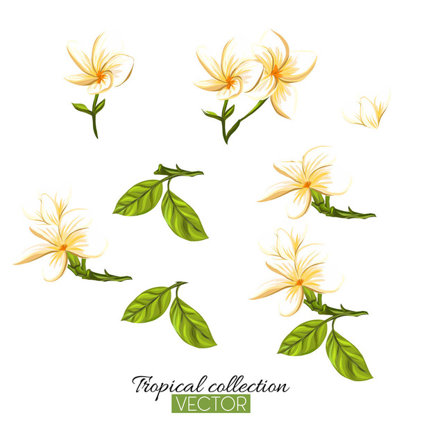 Beautiful hand drawn botanical vector illustration with tropical - Вектор,изображение