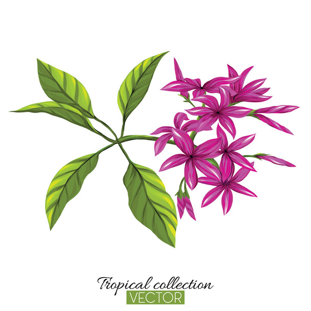 Beautiful hand drawn botanical vector illustration with tropical - Vector, afbeelding