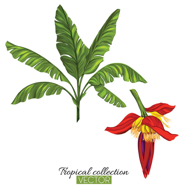 Beautiful hand drawn botanical vector illustration with banana p - Вектор,изображение