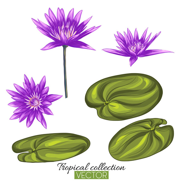 Beautiful hand drawn botanical vector illustration with lotus fl - Vector, afbeelding