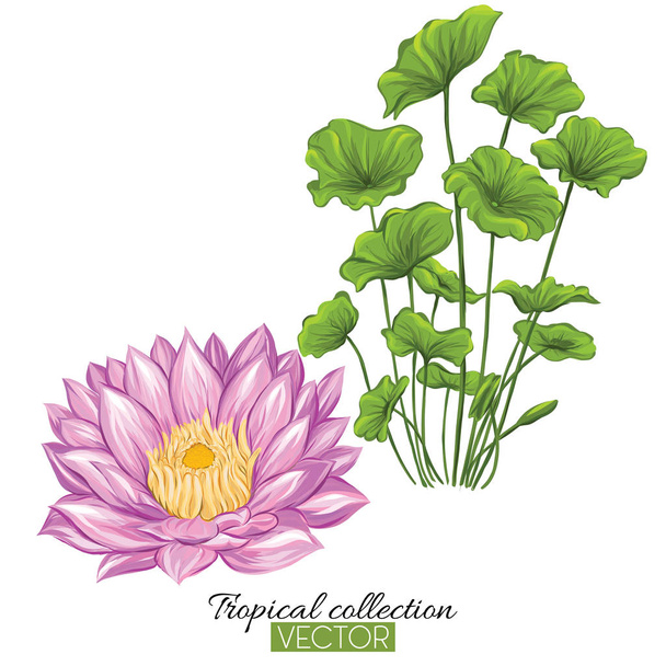 Beautiful hand drawn botanical vector illustration with lotus fl - Вектор,изображение