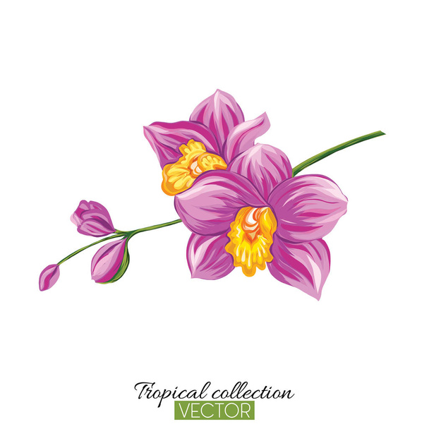 Beautiful hand drawn botanical vector illustration with orchid. - Vector, afbeelding