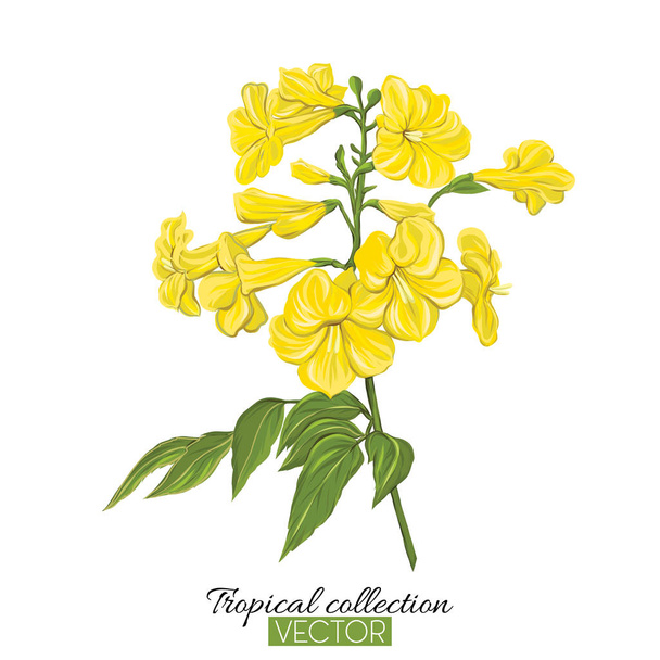 Beautiful hand drawn botanical vector illustration with yellow t - Vector, afbeelding