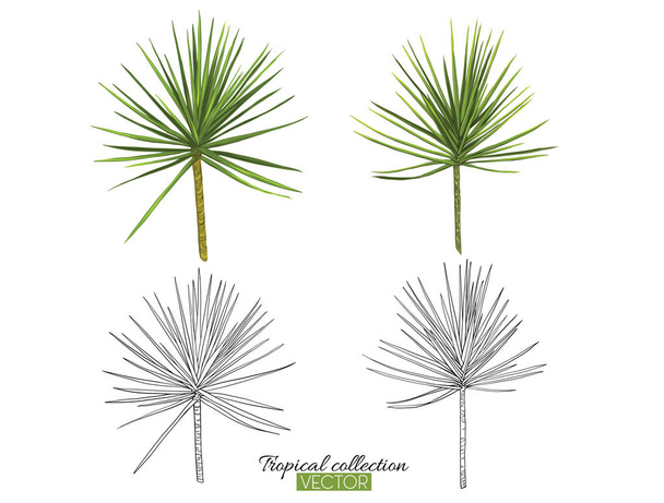 Tropische plant collectie vectorillustratie geïsoleerd op wit  - Vector, afbeelding