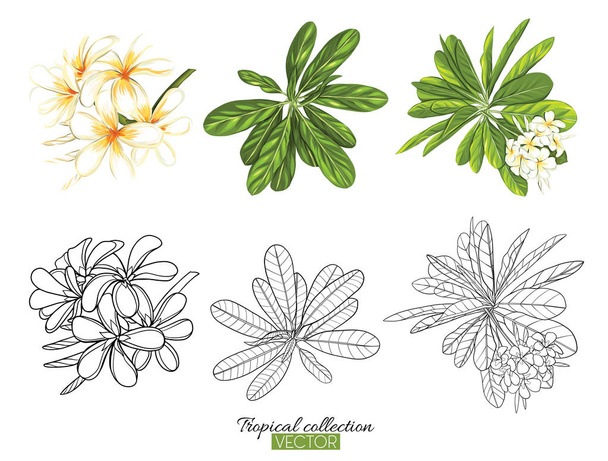 Tropical plant collection vector illustration isolated on white  - Wektor, obraz