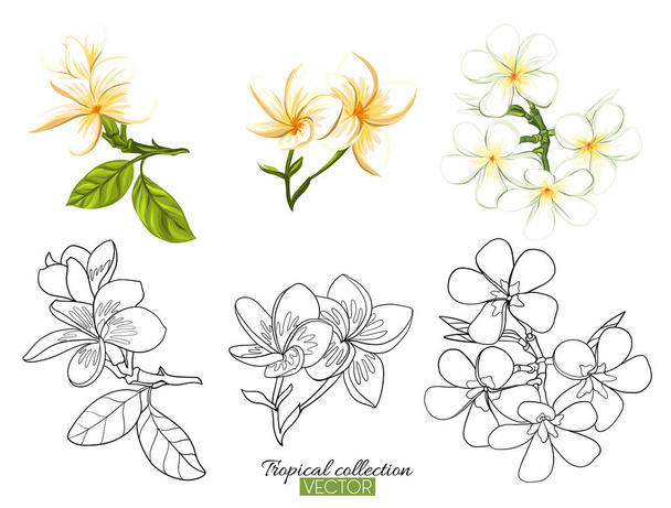 Tropical plant collection vector illustration isolated on white  - Вектор, зображення