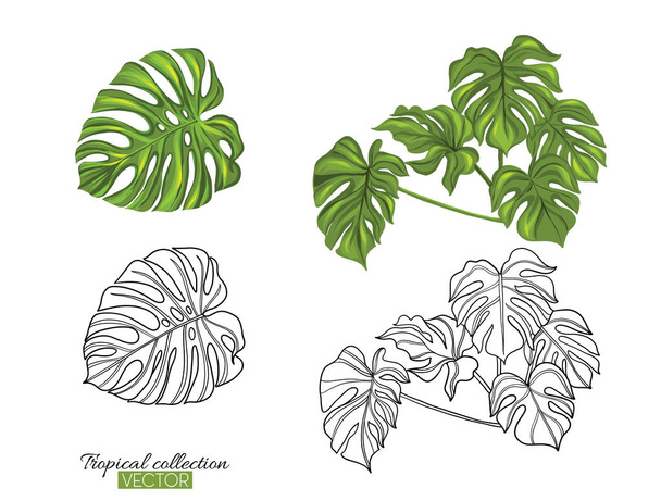 Tropical plant collection vector illustration isolated on white  - Vetor, Imagem
