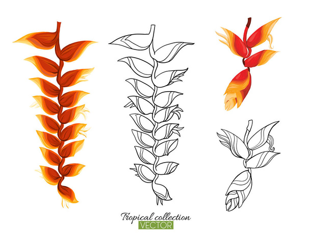Tropical plant collection vector illustration isolated on white  - Вектор, зображення