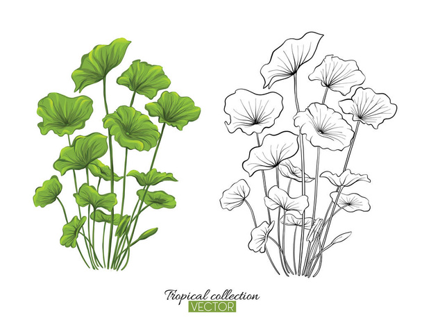 Ilustración vectorial de colección de plantas tropicales aisladas en blanco
  - Vector, imagen
